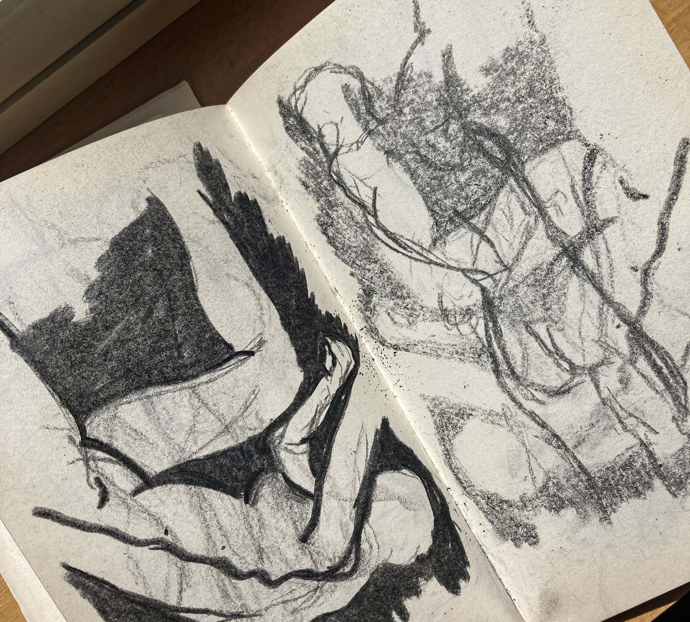 Anatomy studies