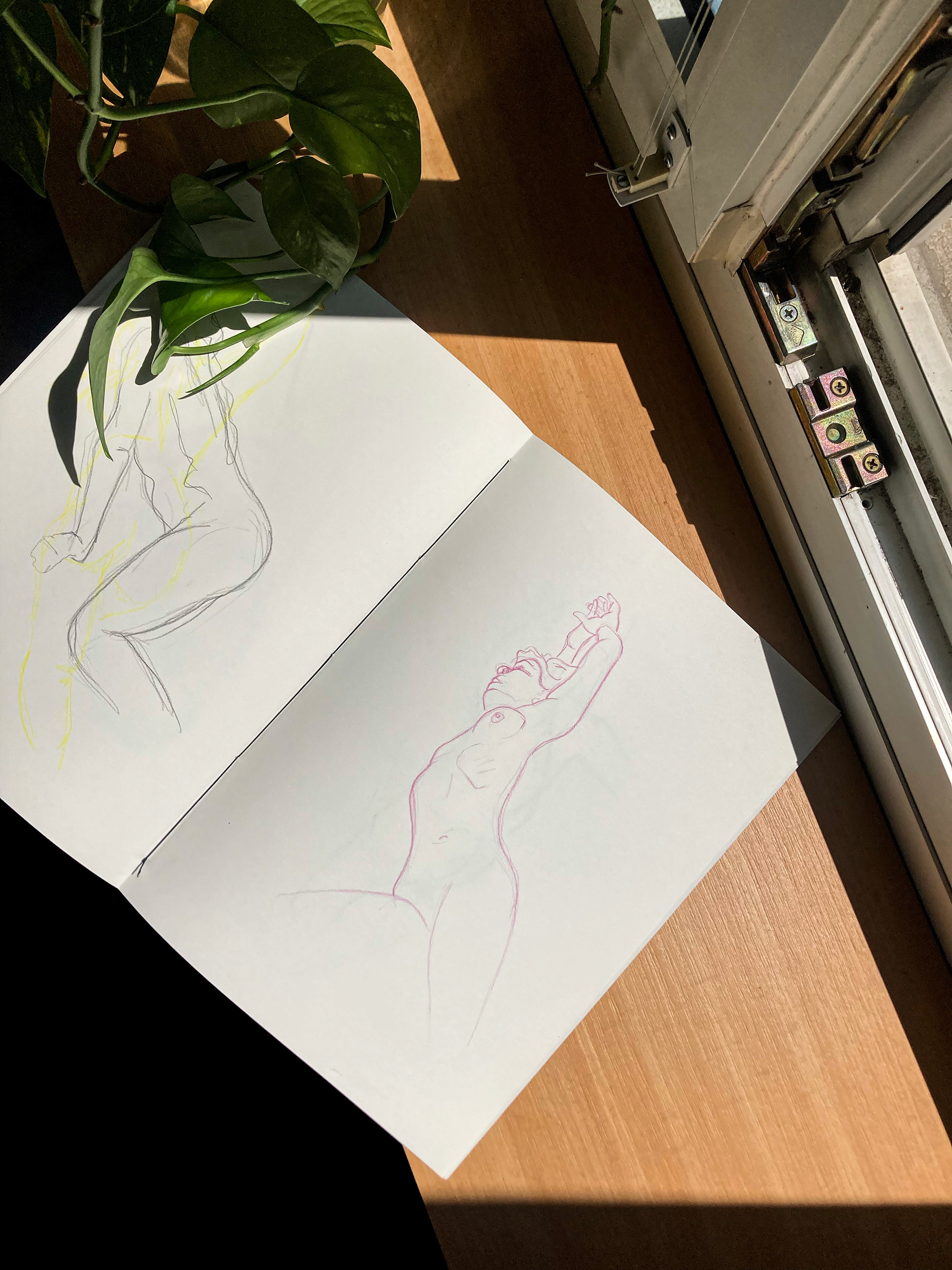Anatomy studies