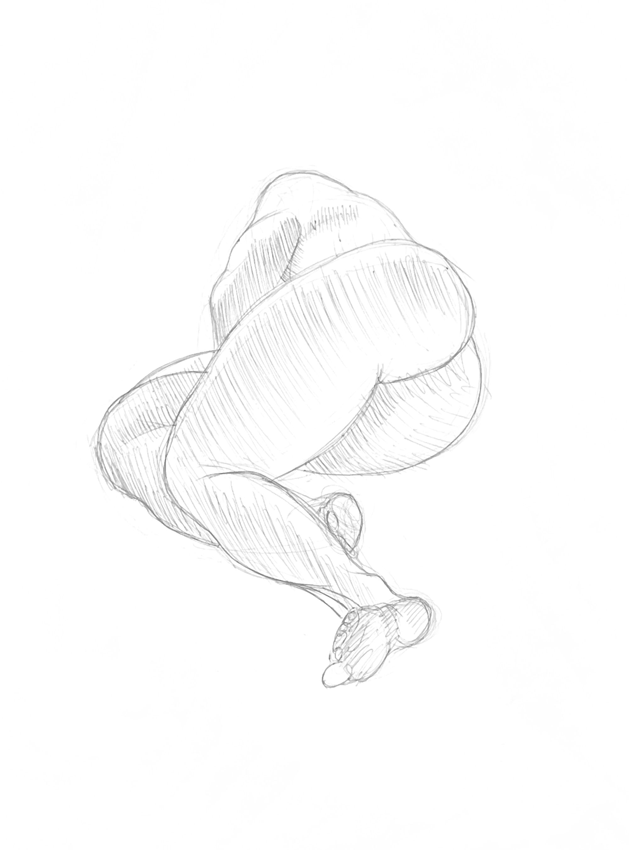 Anatomy studies