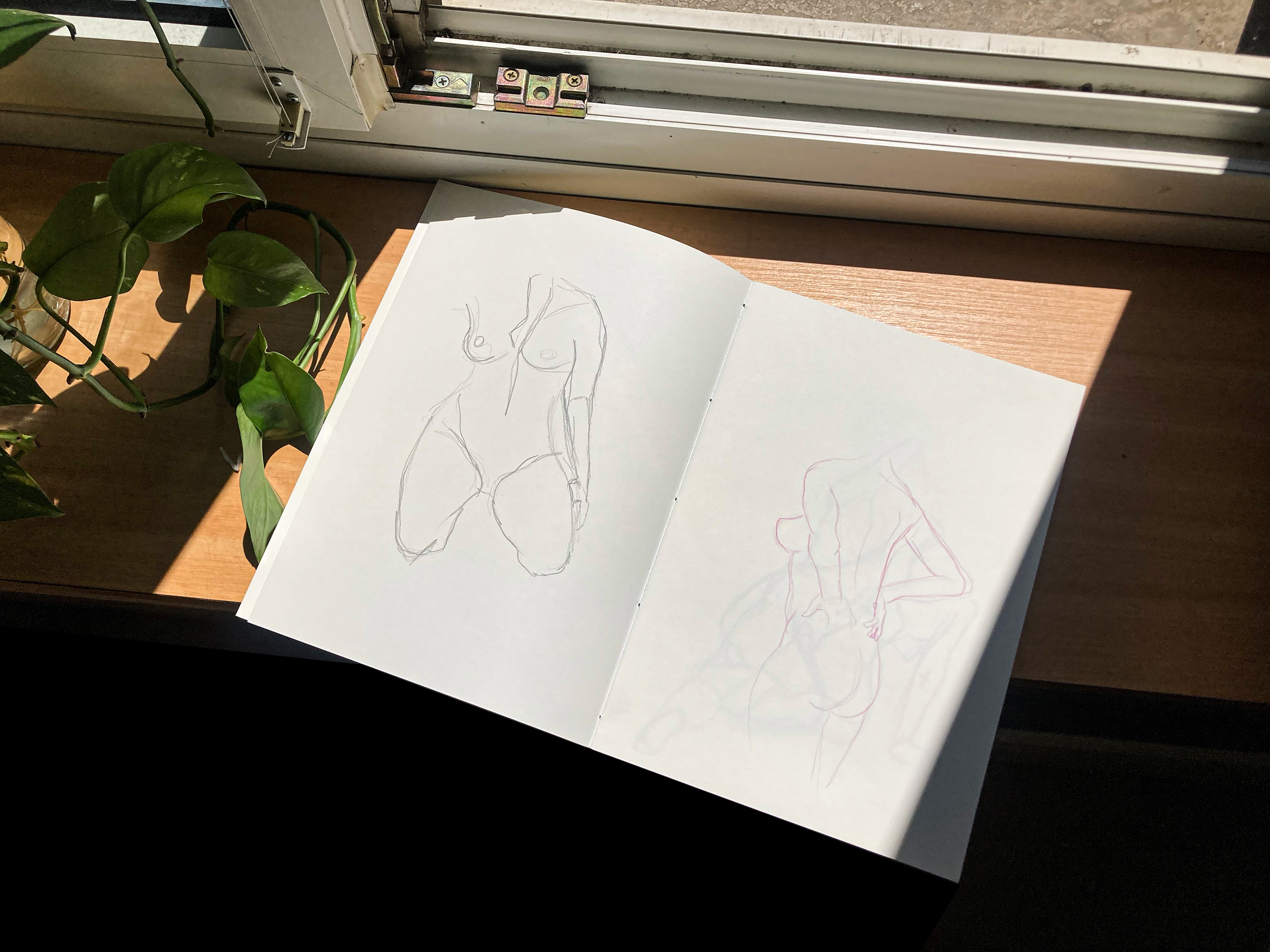 Anatomy studies
