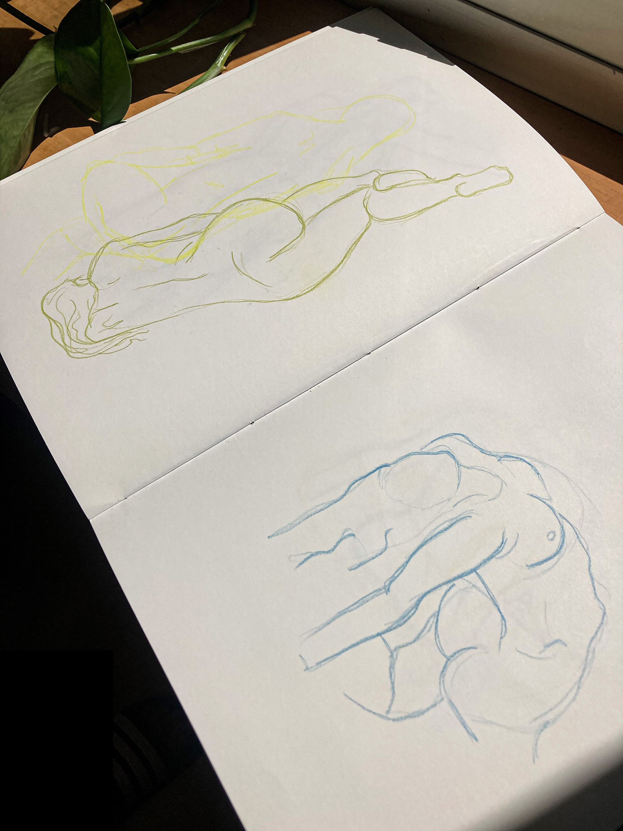 Anatomy studies