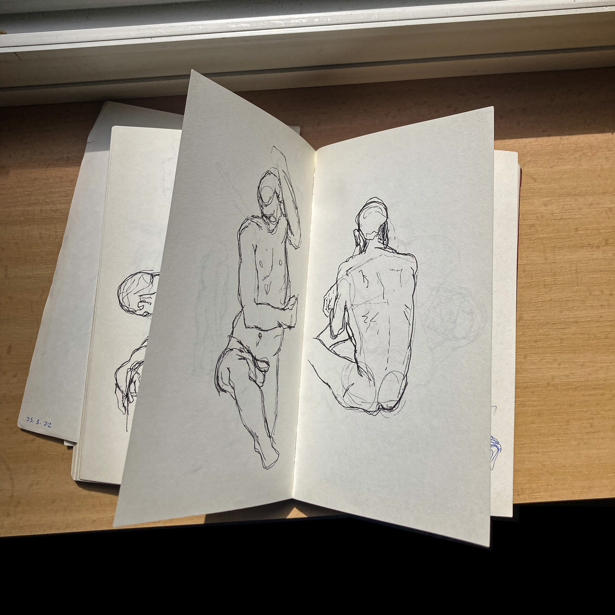 Anatomy studies