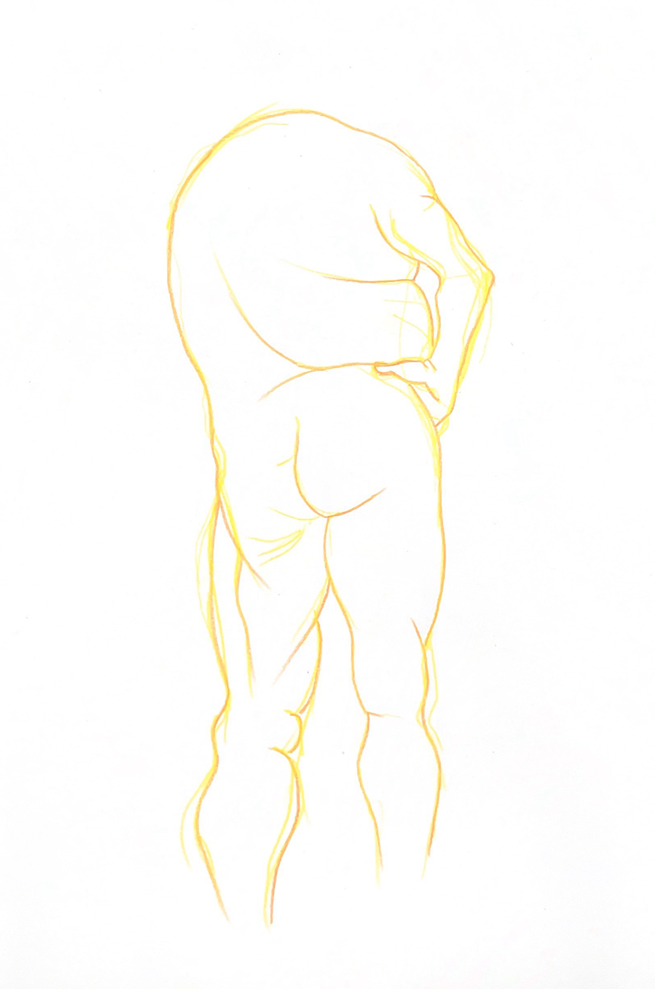 Anatomy studies