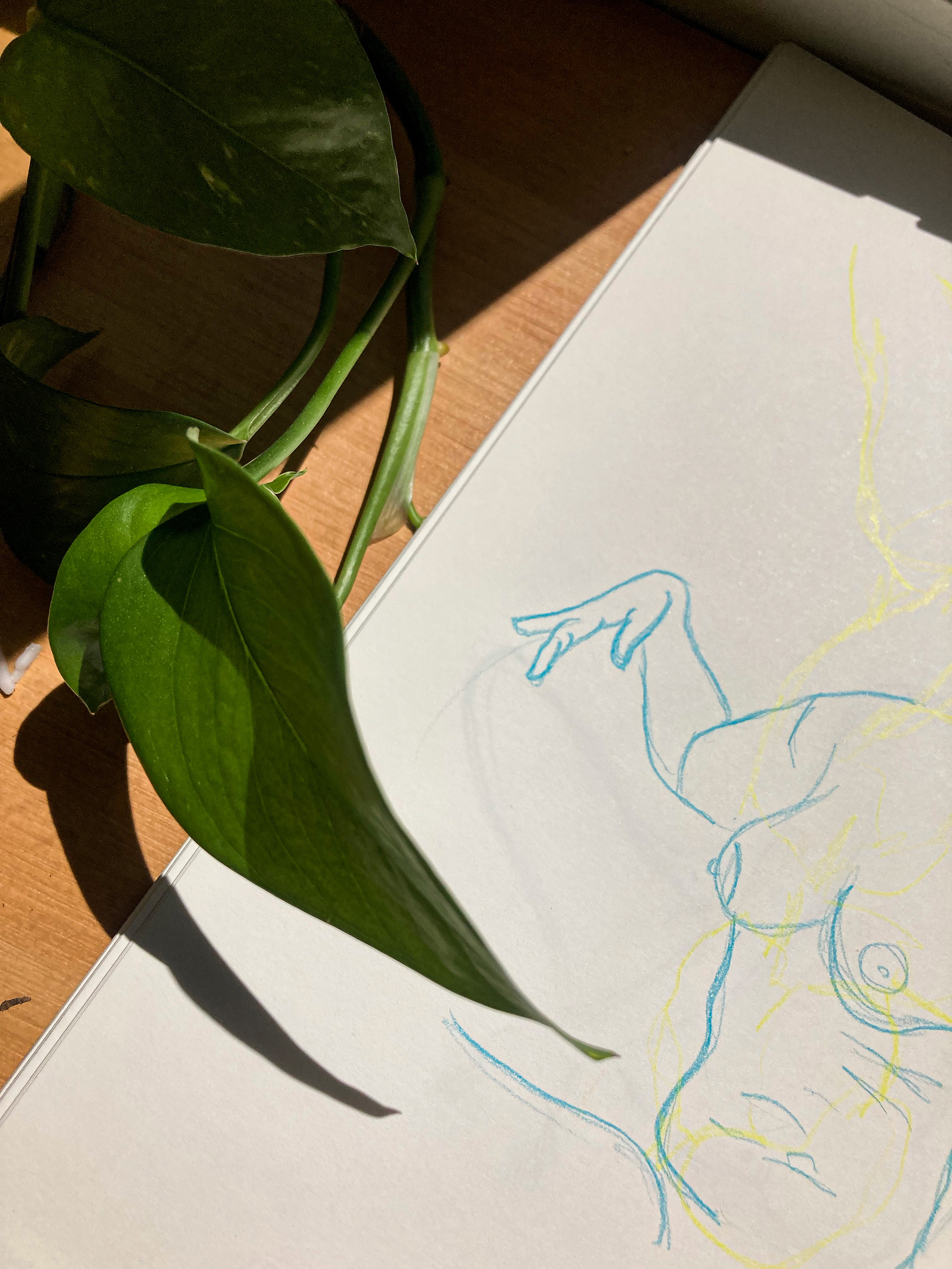 Anatomy studies